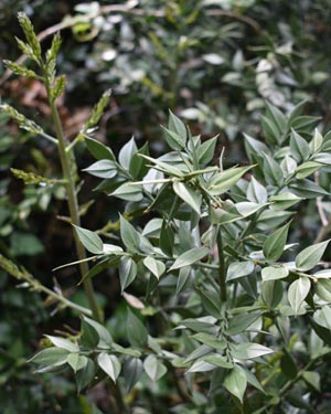 Ruscus aculeatus