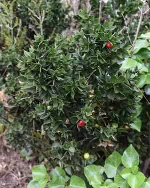 Ruscus aculeatus