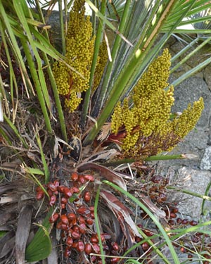 Trachycarpus fortunei