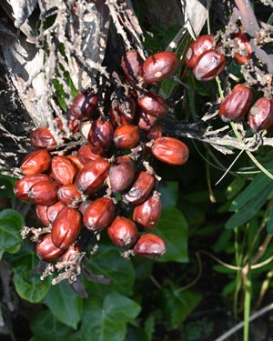Chusan palm