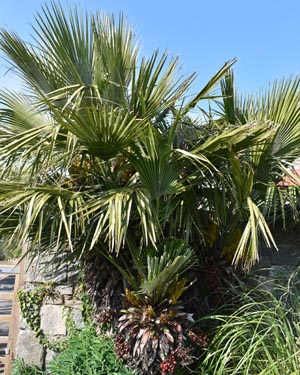 Chusan palm