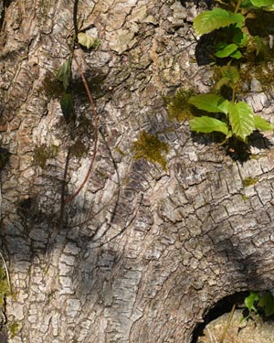 Elm