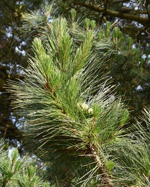 Pinus radiata needles