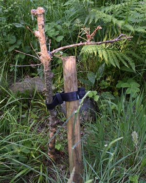 Cassino oak