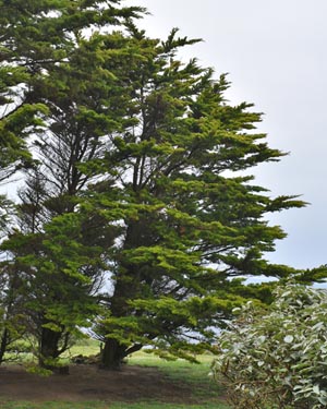 Monterey cypress