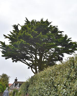 Cupressus macrocarpa