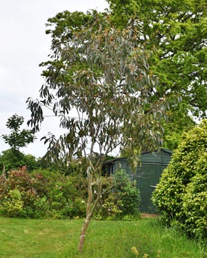 Eucalyptus pauciflora