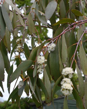 Eucalyptus pauciflora
