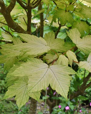Acer brilliantissimum