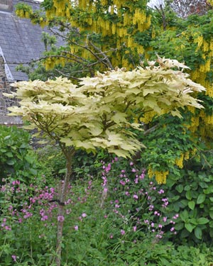 Acer brilliantissimum