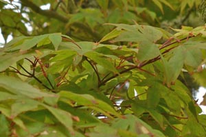 Acer palmatum