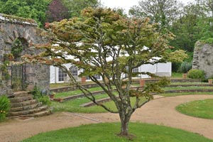 Acer palmatum