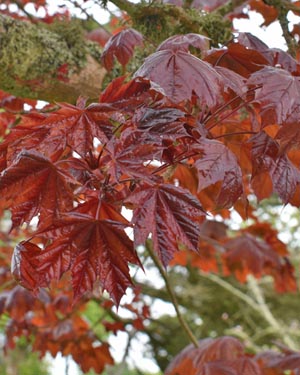 Acer platanoides Crimson King