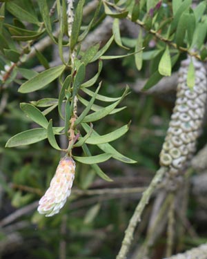 Callistemon rigidus
