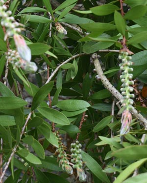 Callistemon rigidus