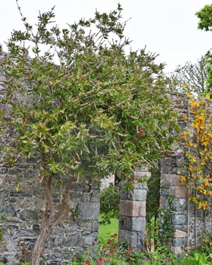 Callistemon rigidus