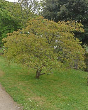 Cotinus coggygria