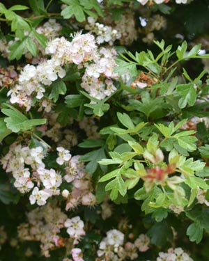 Hawthorn