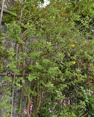 Cytisus battandieri