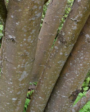 Cassino oak