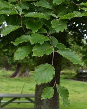 European beech