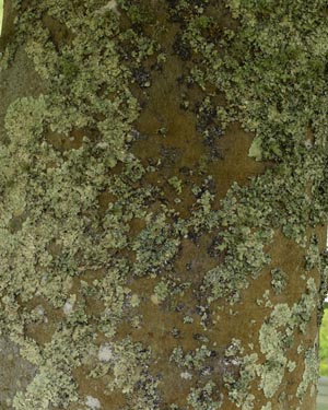 Fagus sylvatica