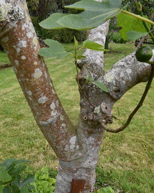 European beech