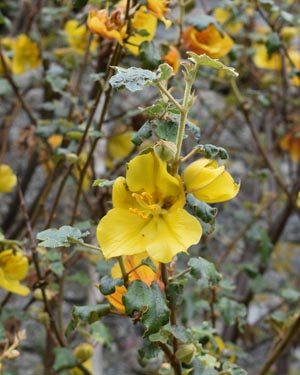 Fremontodendron Californicum