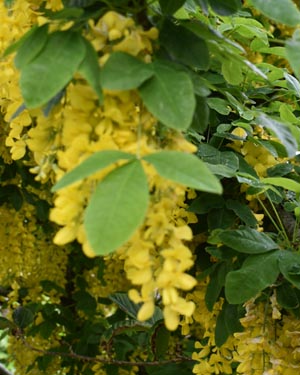 Laburnum