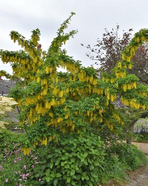 Laburnum