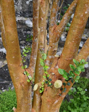 Luma apiculata