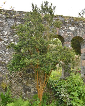 Leptospermum scoparium