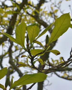 Magnolia