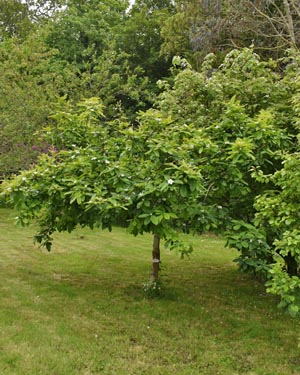 Medlar