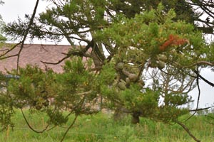 Pinus radiata