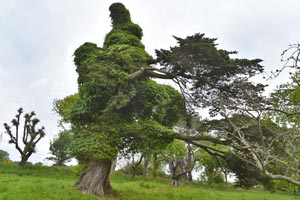 Monterey pine