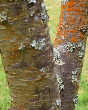 Prunus mirabelle de Nancy