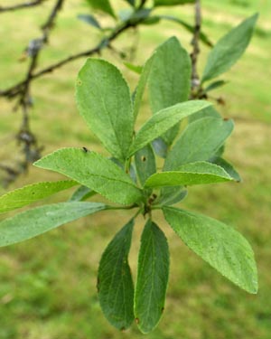Prunus mirabelle de Nancy