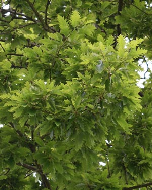 Turkey oak