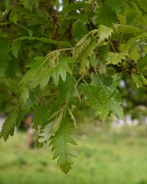 Hungarian oak ?