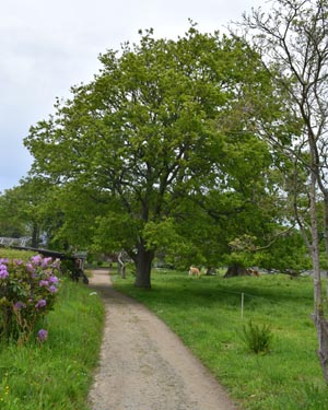 Quercus frainetto ?
