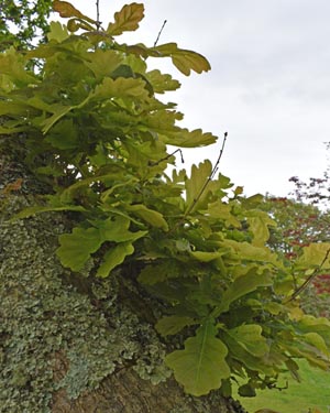 Blenheim oak