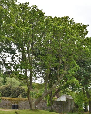 Quercus frainetto ?