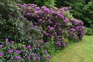 Rhododendron ponticum