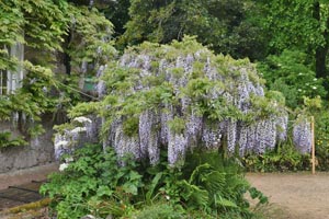 Tilia europaea