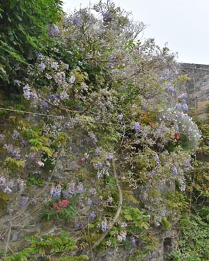 Wisteria