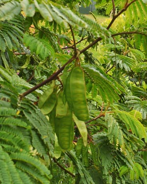 Paraserianthes iopantha