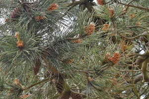 Pinus radiata