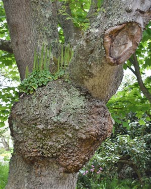 Quercus cerris
