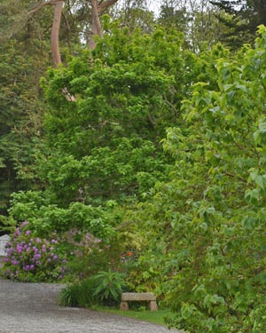 Quercus robur